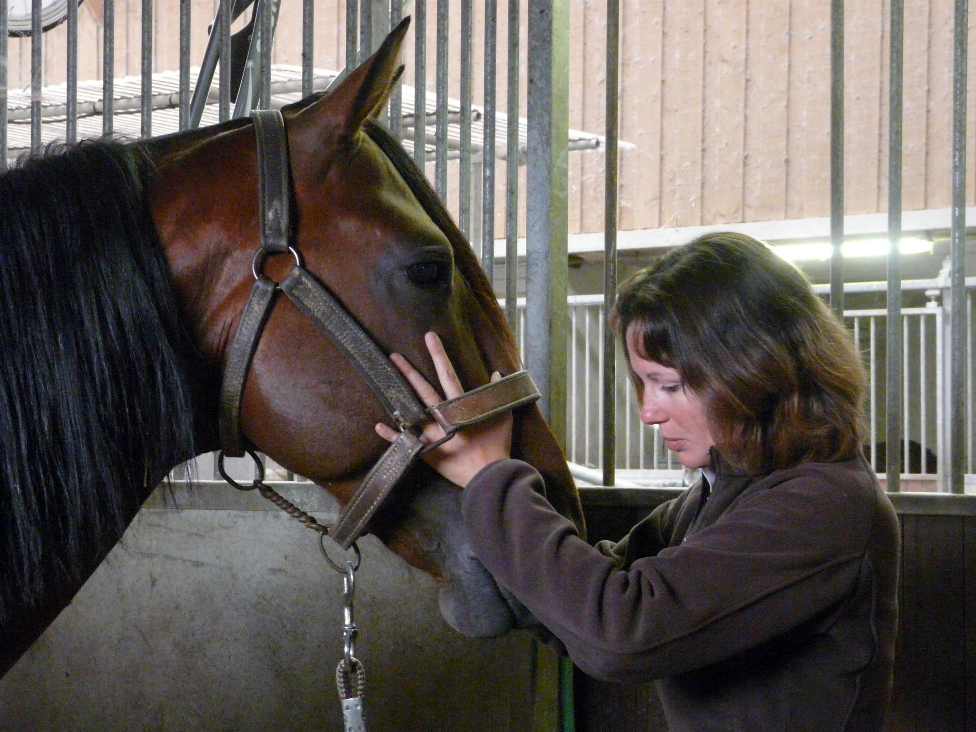 Amélie Gardelle, consultation en ostéopathie sur un cheval