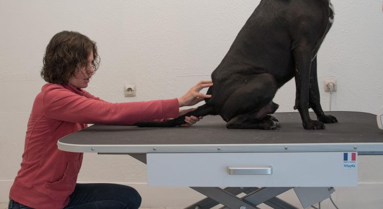 Amélie Gardelle en séance ostéopathie animale