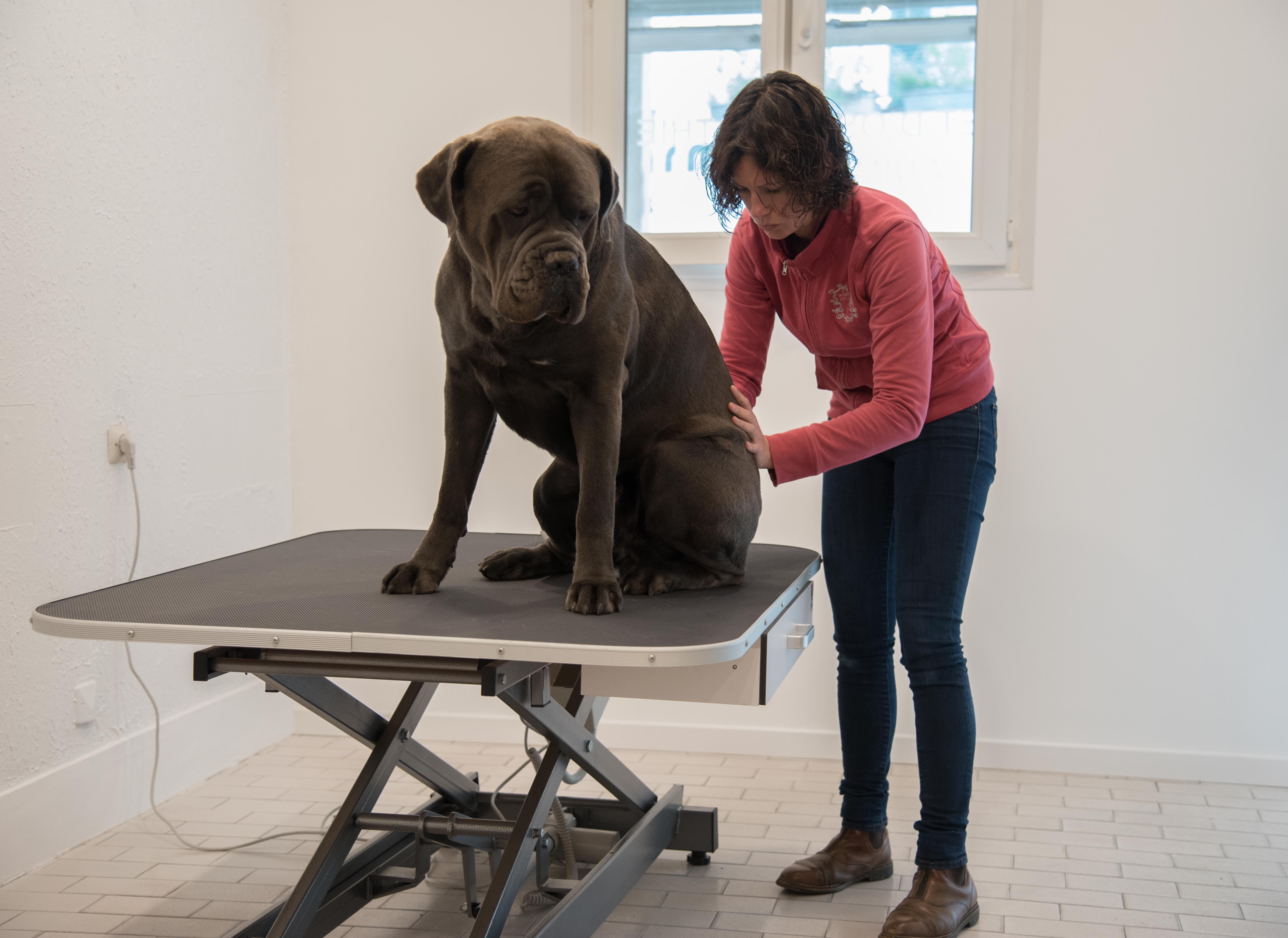 Traitement d'un chien en ostéopathie animale