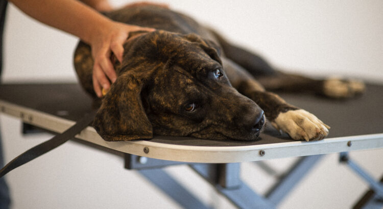 Amélie Gardelle en consultation d'ostéopathie canine en cabinet à Lésigny