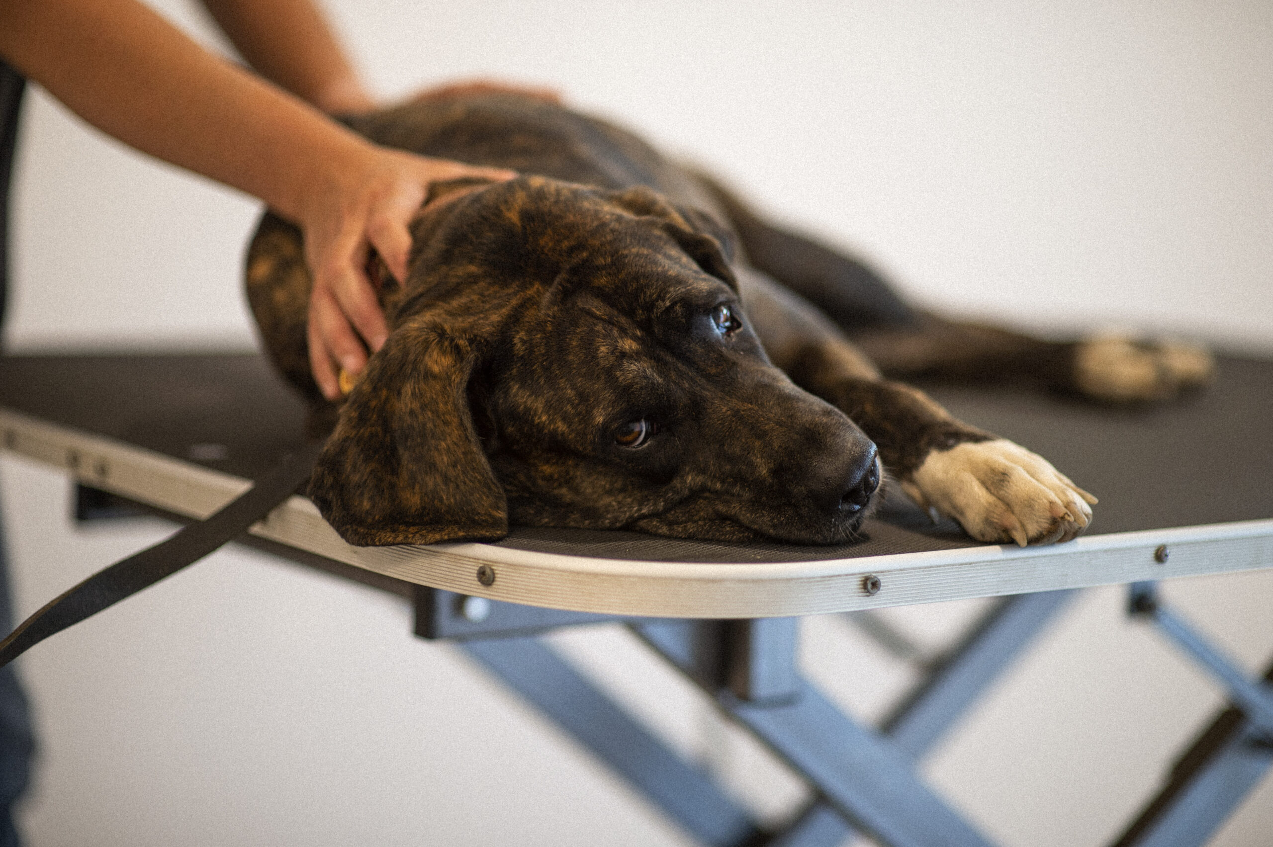 Amélie Gardelle en consultation d'ostéopathie canine en cabinet à Lésigny