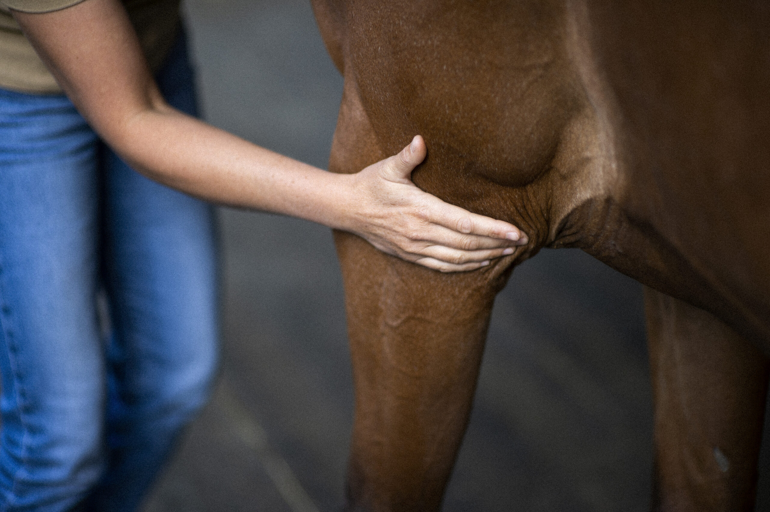 Amélie Gardelle, consultation ostéopathie animale pour chevaux, bovins, chiens, chats et NAC
