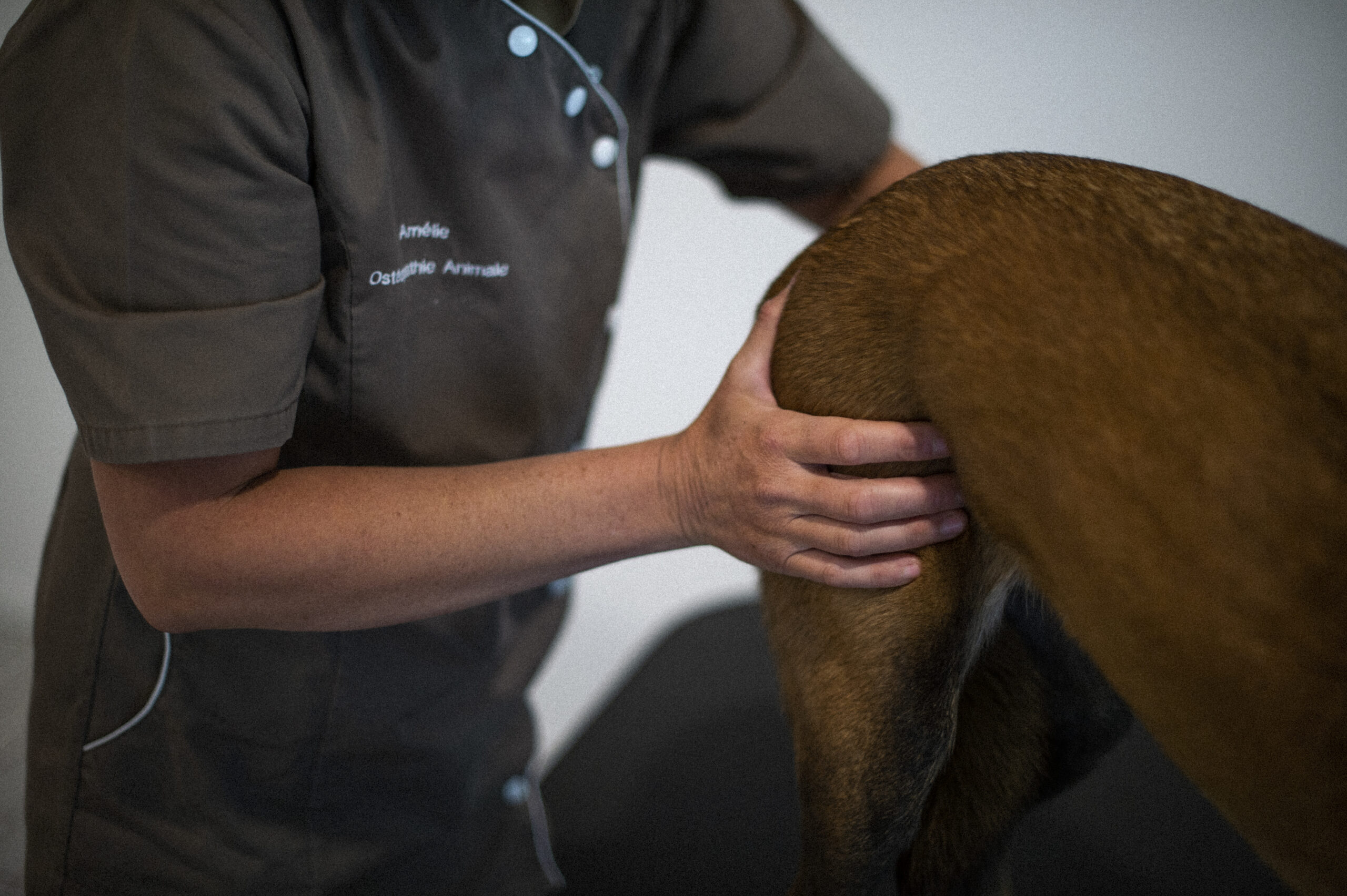 Amélie Gardelle, ostéopathe pour chiens dans le 77