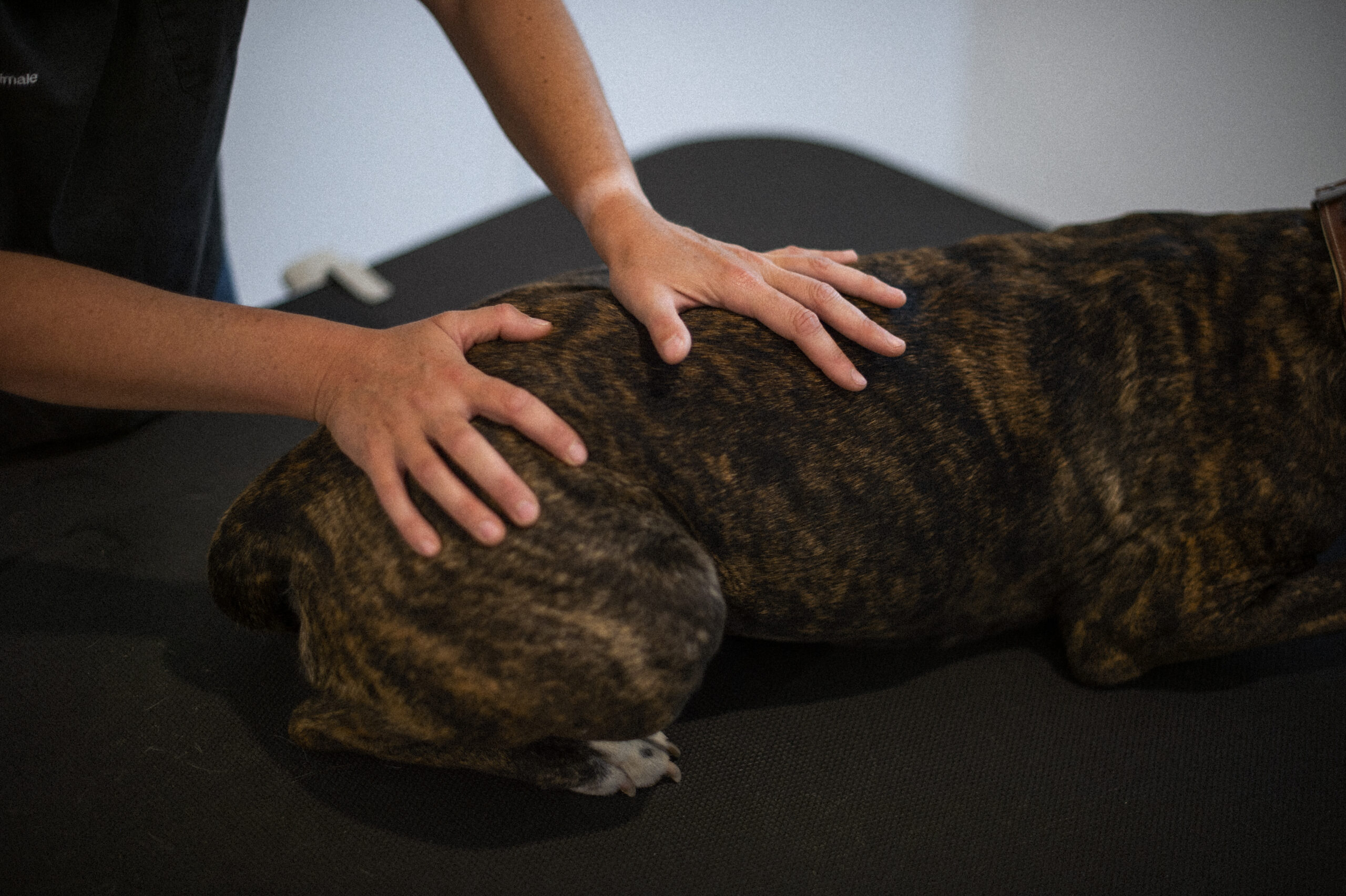 Amélie Gardelle en consultation d'ostéopathie canine en cabinet à Lésigny
