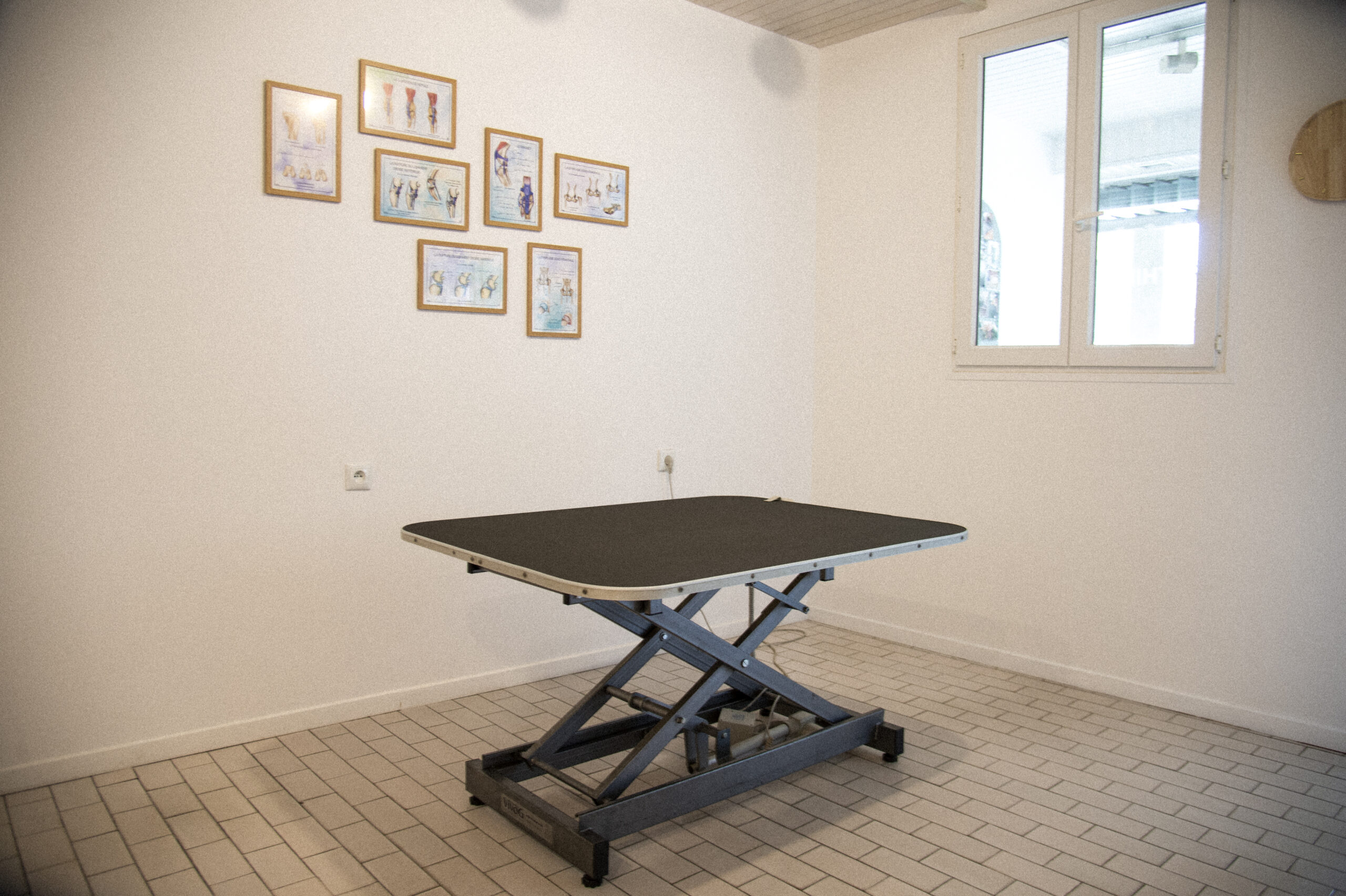 Cabinet d'ostépathie animale d'Amélie Gardelle - chien, chat, nac - à Lésigny